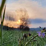 & Drei Lilien Werbach
