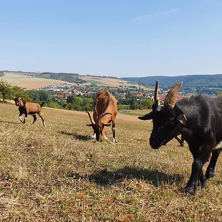 호텔 & Drei Lilien 베르바크