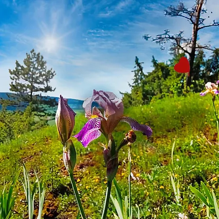 & Drei Lilien 호텔