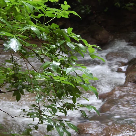 & Drei Lilien 호텔 2*